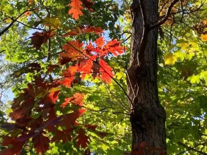 Fall Refresh: Setting New Intentions For The New Season