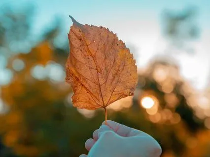 Fall Ritual: Release The Old And Cultivate Your Inner Peace
