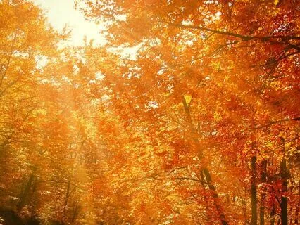 Fall Thanksgiving Prayer