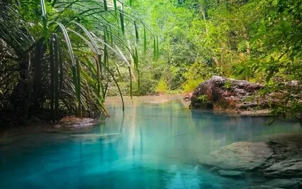 Falling Asleep In A Rainforest (Bedtime Story With SFX)