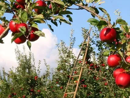 Falling Asleep In An Apple Orchard