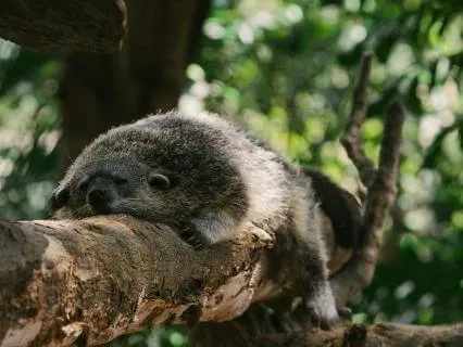 Falling Asleep Naturally And Quieting The Mind