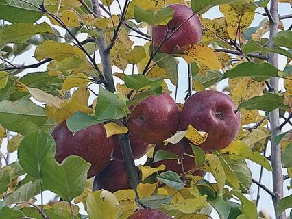 Falling Asleep Suite 2 - Fruit-Laden Tree