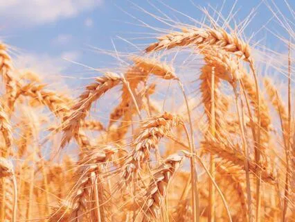 Falling Asleep Suite 7 - Wheat