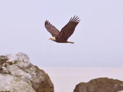 Falling Asleep Suite 8 - Eagle In Flight