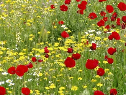 Falling In Love With Ourselves