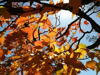 Falling Into The Breath