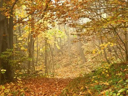 Falling Leaves In The Wind