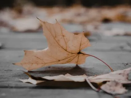 Falling Leaves Remember