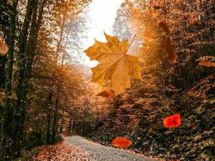 Falling Leaves