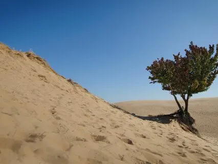 Echoes Of Hope - A Fallout Sleep Story