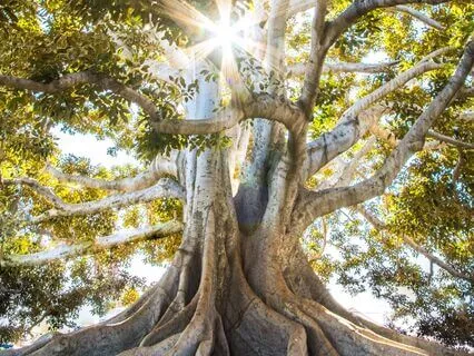 Family & Ancestral Healing (Quantum Visualization)