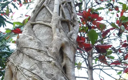 Family Lineage Healing: Forgiving Parents/Release Suffering