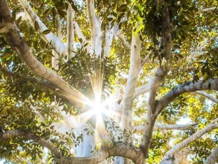 Family Tree Meditation: Connecting With Ancestors