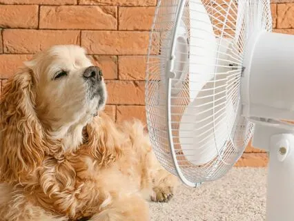 Fan White Noise Sounds To Help With Sleeping