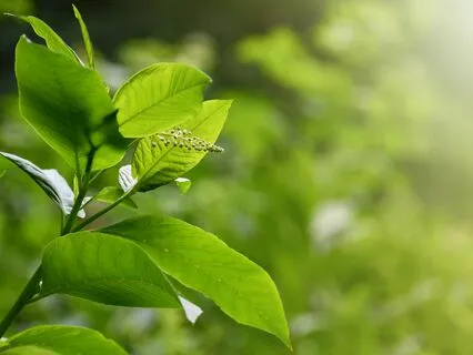 Fantasy Forest Music