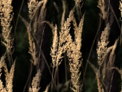 Farkındalık Meditasyonu