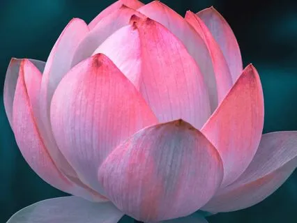 Fascia Blooming Meditation