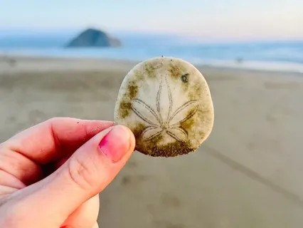 Fate Loves The Fearless