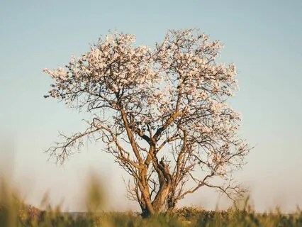 Father Wound Healing Meditation