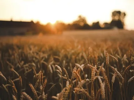 Fazendo do Corpo o seu Abrigo: Escaneamento Corporal com Compaixão