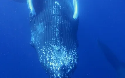 Fear And Fearlessness 