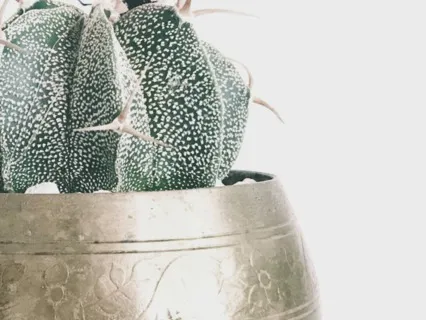 Fear Of Being Authentic