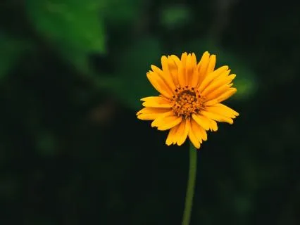 Fear Of Failure