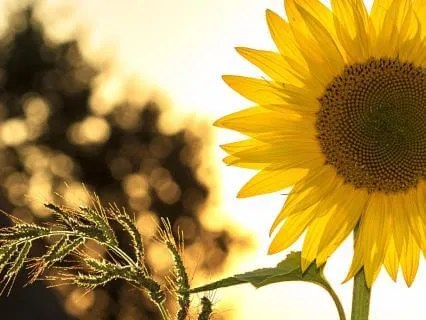 Fear Of Growing Older - Positive Affirmations