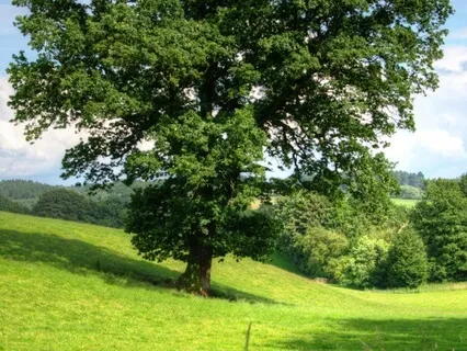 Fear Of Missing Out? Try This Meditation!