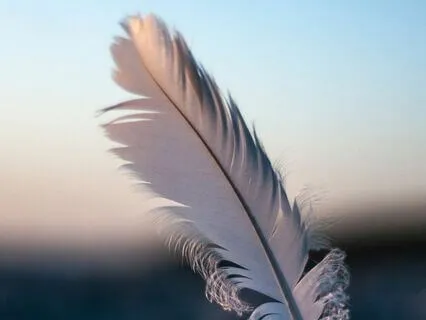 Feather