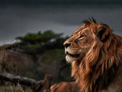 February Full Moon In Leo: Courage & Power Activation