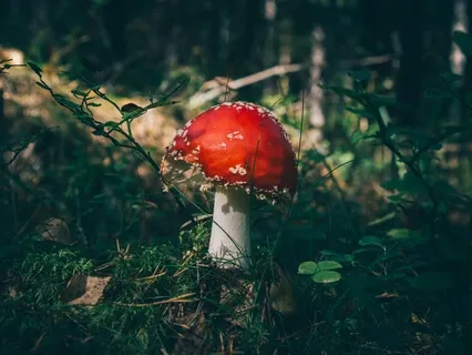 February Masterclass Day 2: Rejuvenate & Simplify