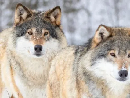 Feeding Both Wolves