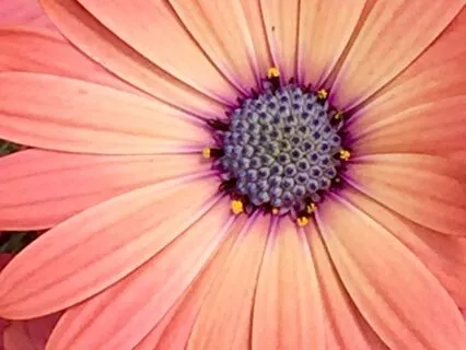 Feel Alive Again: Reclaim Your Inner Energy | 12 Hz