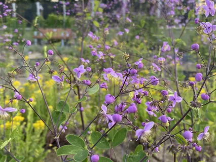 Feel & Let Go Meditation