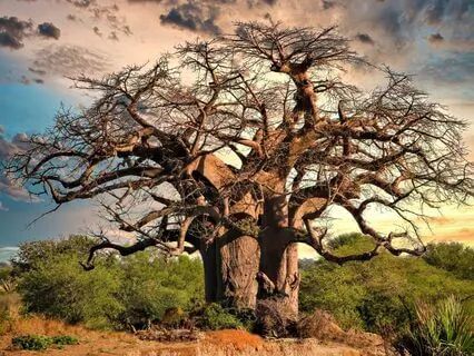 Feel Calm & Grounded Pythagorean Tuning Forks + Wind Chimes