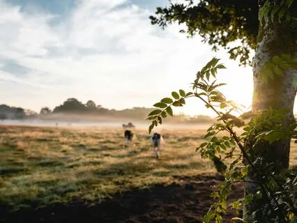 Feel Content This Morning