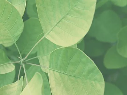 Feel Free | Instrumental Rav Meditation | To Relax