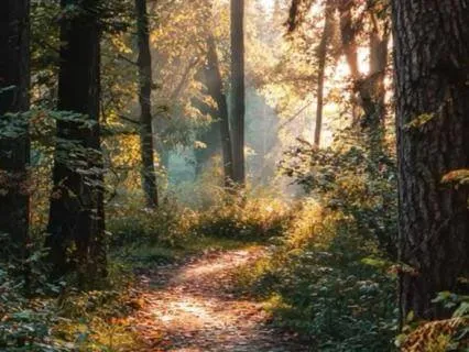 Feel Grounded When You're Overwhelmed | A Woodland Walk