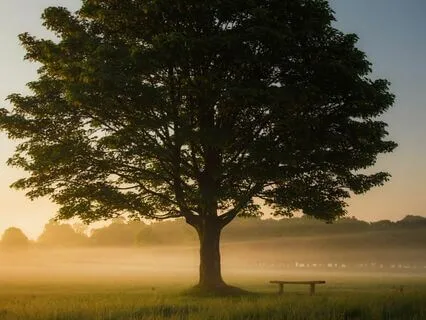 Feel Grounded Yoga Nidra