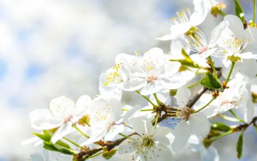 Feel Inner Joy I 10 Minute Guided Meditation