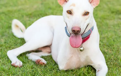 Feel Like Complaining? Think Like A Dog