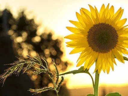 Feel Pure Joy - A Short Morning Meditation