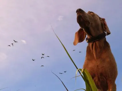 Feel The Presence Of Your Pet