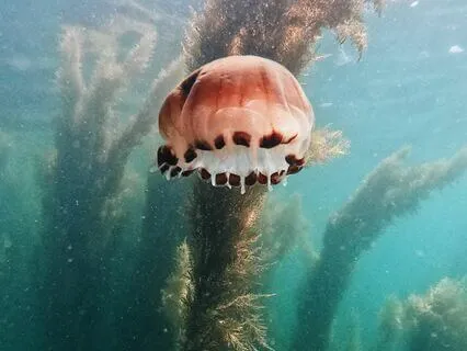 Feel The Pride Of Being