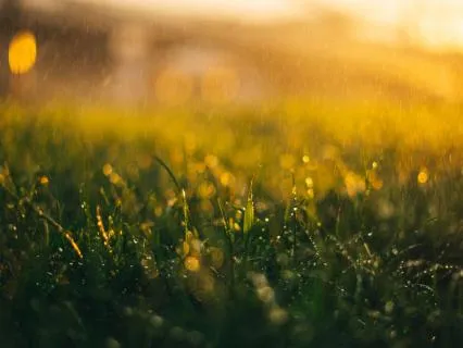 Feel, Think, Integrate: A DBT Wise Mind Meditation
