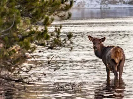 Feeling Grateful In The Morning