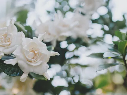 Feeling Into Your Pain