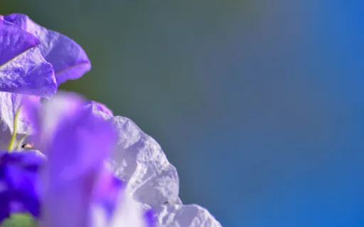 Feeling Is The Language Of Spirit